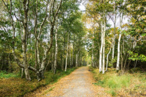 Nach dem Ort geht esdurch den Birkenwald