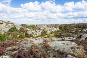 Viel Heide voller Erika, viel flacher Fels und das Meer zeichnen Brännö und Galterö aus