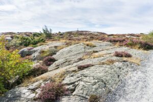 Flache Felsen und, natürlich, Erika