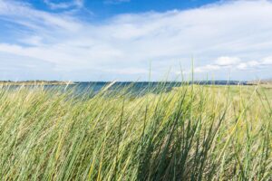 Das hohe Gras, das Meer, der Himmel