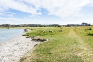 Schafe und Strand