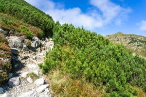 Auf steinigem Weg durch die Latschen