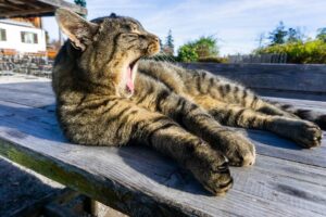 Die sehr verschmuste Hauskatze vom Berggasthof