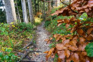 Auf dem Wehg von Nüchternbrunn zum Gasthof Taubenberg
