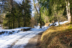 Auf dem Grasbergweg durch den lichten Wald bergauf