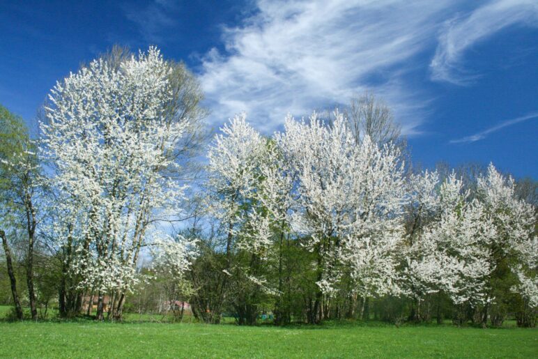 Frühling bei Lenggries, auf dem Weg zur Denkalm