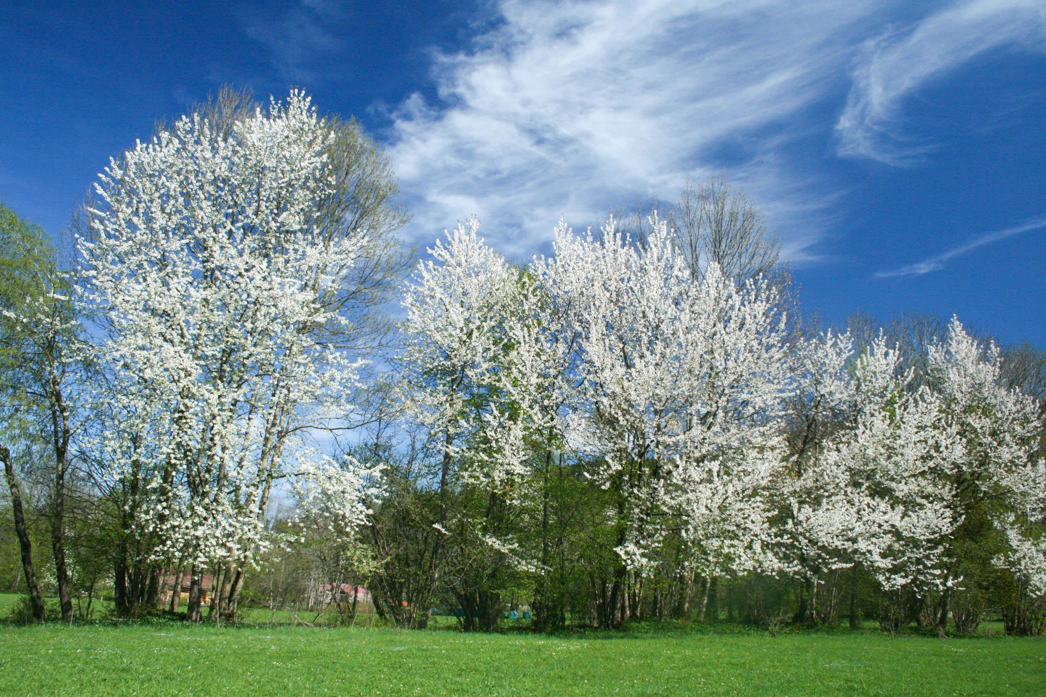 Frühling bei Lenggries, auf dem Weg zur Denkalm