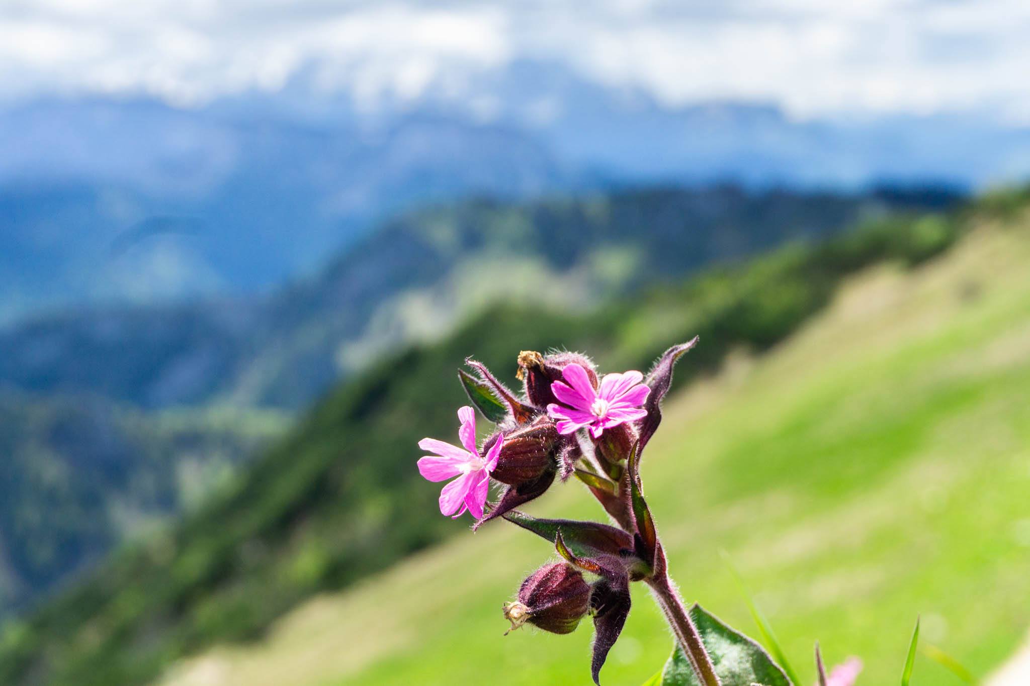Frühling am Hochfelln