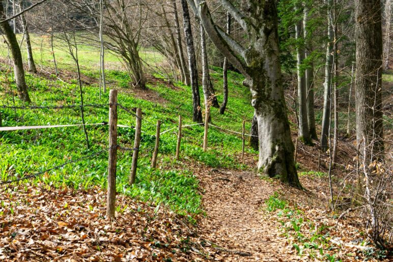 Wandern am Waldrand mit viel Bärlauch