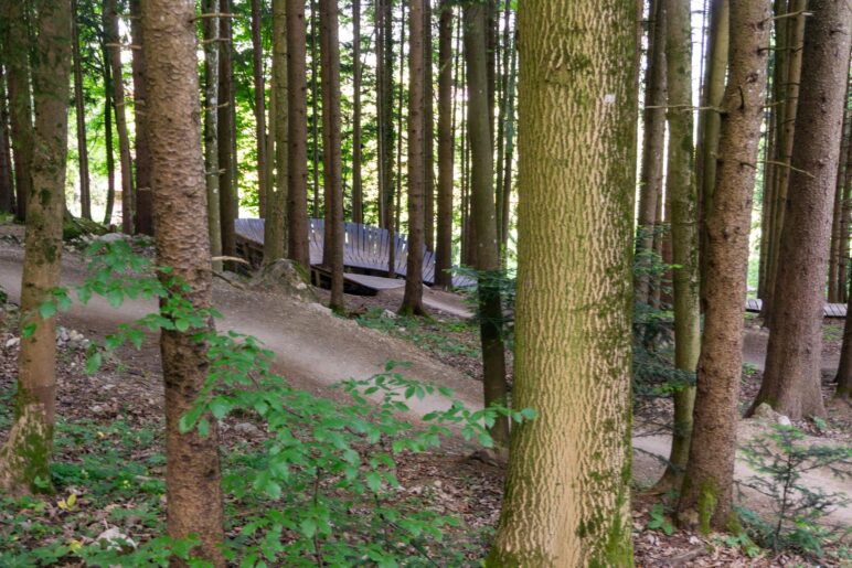 Hier im Wald mit einer hölzernen Steilkurve, einer Wallride