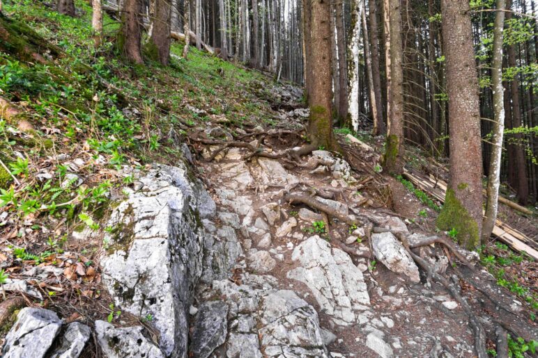 Zunächst wandern wir im Schatten auf dem felsigen und wurzeldurchsetzten Steig