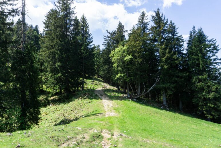 Auf dem Riesenalm-Plateau gehen wir nach rechts