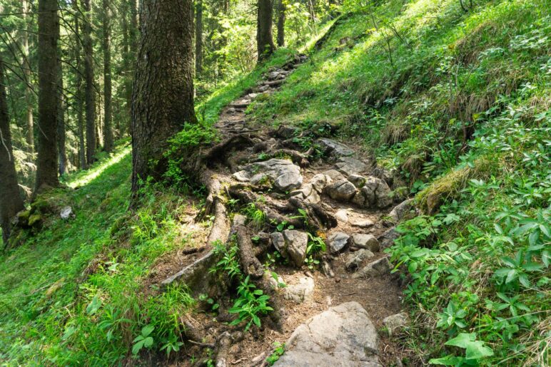 Über Stock und Stein geht es im Wald