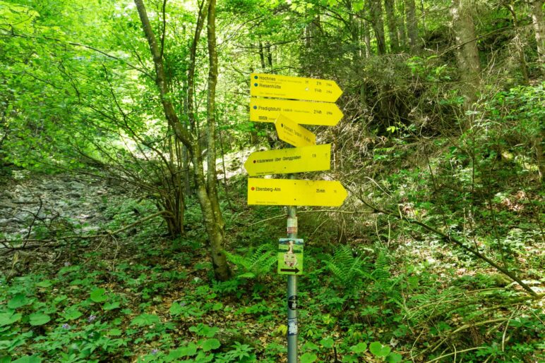 Der Wegweiserbaum am Abzweig. Hier geht's nach rechts