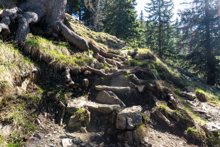 Auch dieser Weg hat ein paar schöne Wurzelstufen, ist aber leichter als der Weg durch den Wald