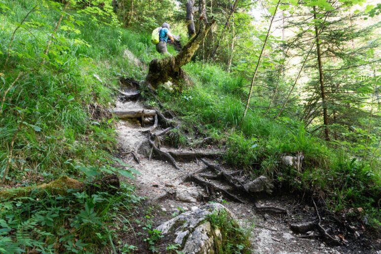 Der Weg wird steiler und wurzeliger …