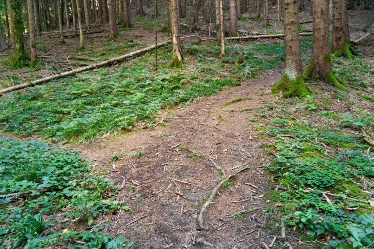 Am Abzweig im Wald gehen wir wieder nach rechts