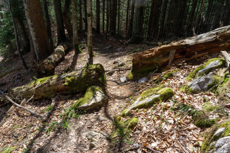 Ein Durchschlupf im umgestürzten Baum zeigt, dass wir auf dem richtigen Weg sind