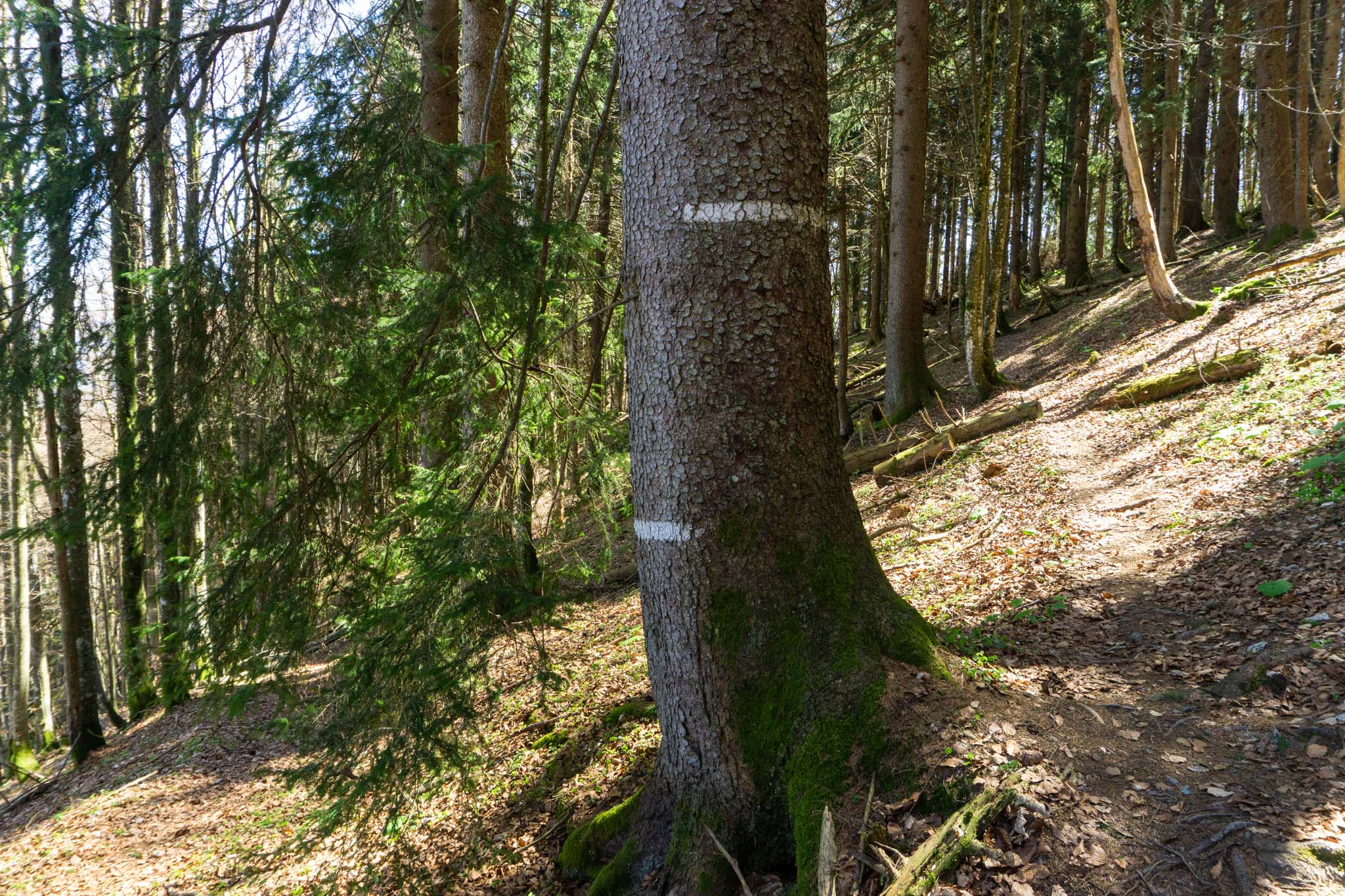 An der Gabelung mit den weißen Markierungen. Hier nehmen wir den rechten Weg nach oben
