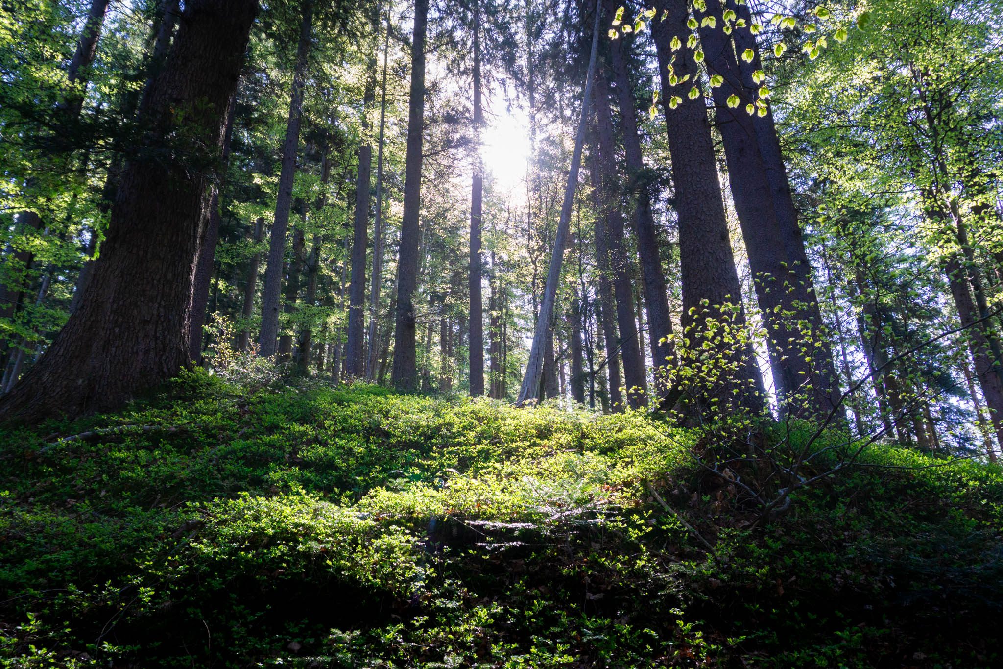Wald, Sonne, Moos
