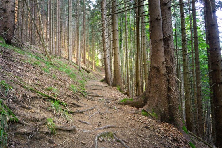 Waldweg bergauf