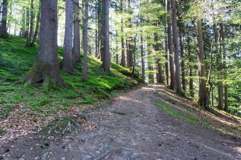 Auf dem breitem Waldweg bergauf