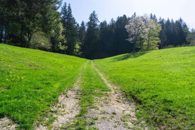 Ab in den Wald