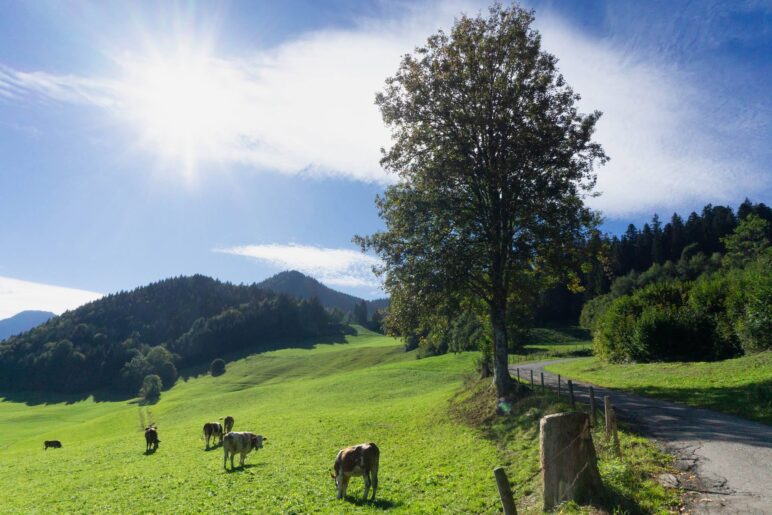 Vorbei an der Kuhweide